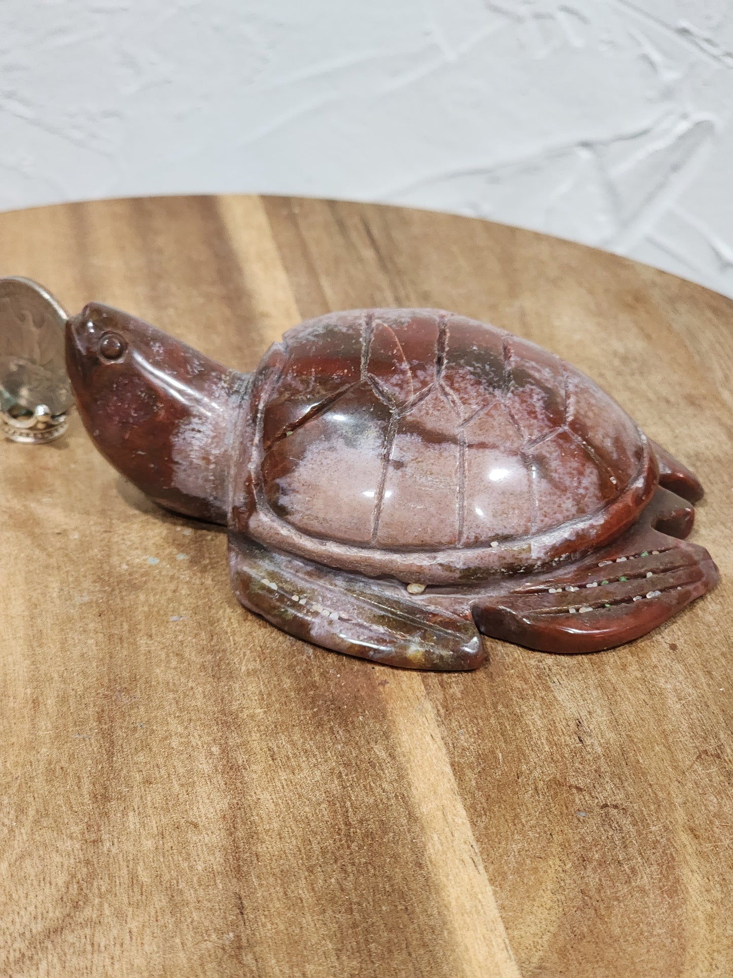 Ocean jasper turtle