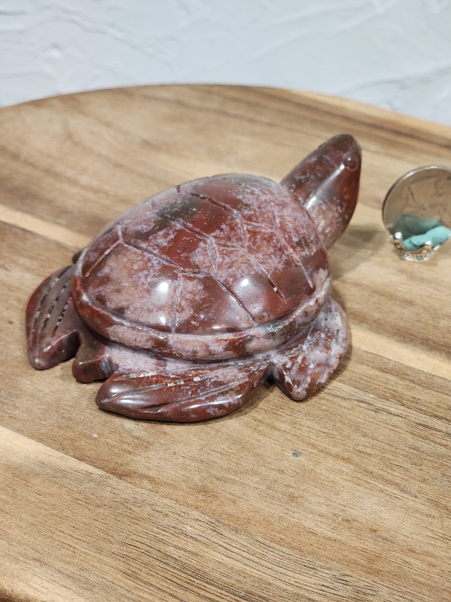 Ocean jasper turtle