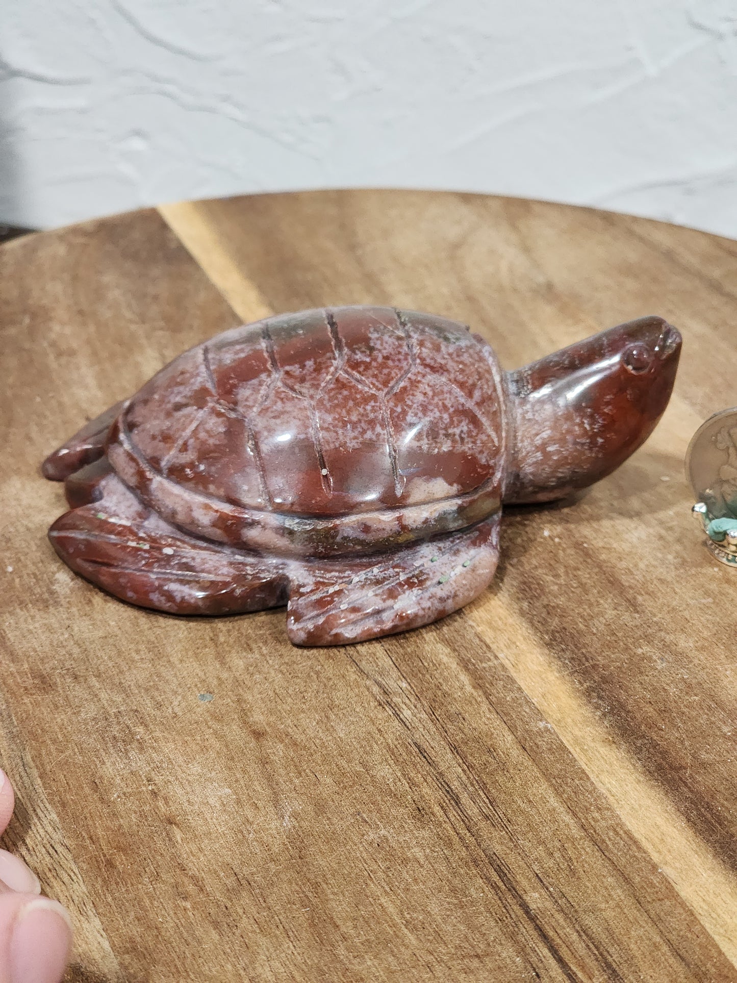 Ocean jasper turtle