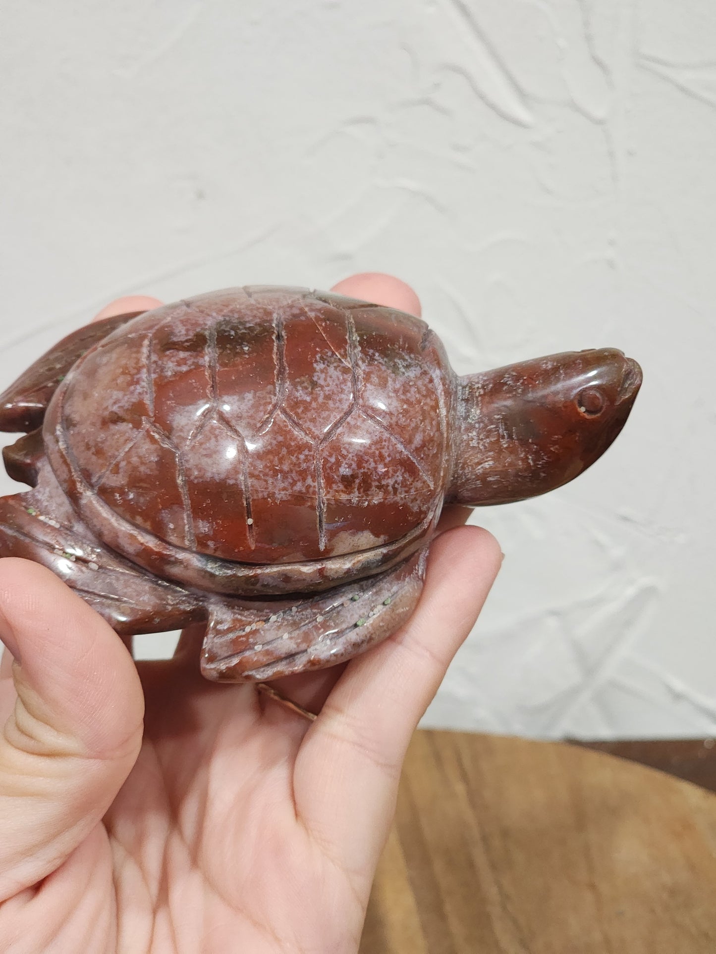Ocean jasper turtle