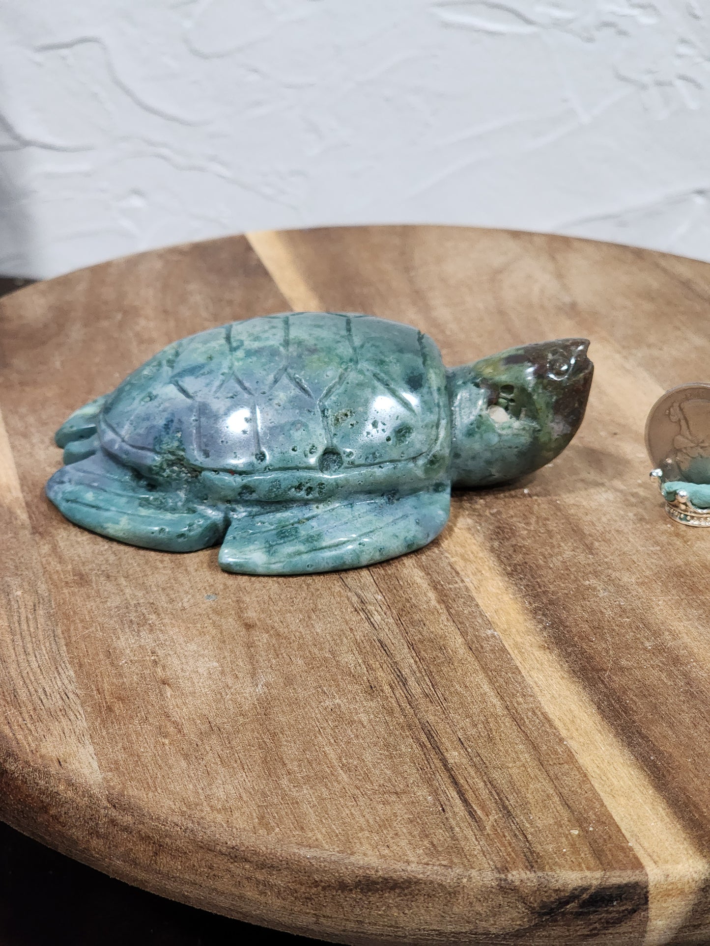 Ocean jasper turtle