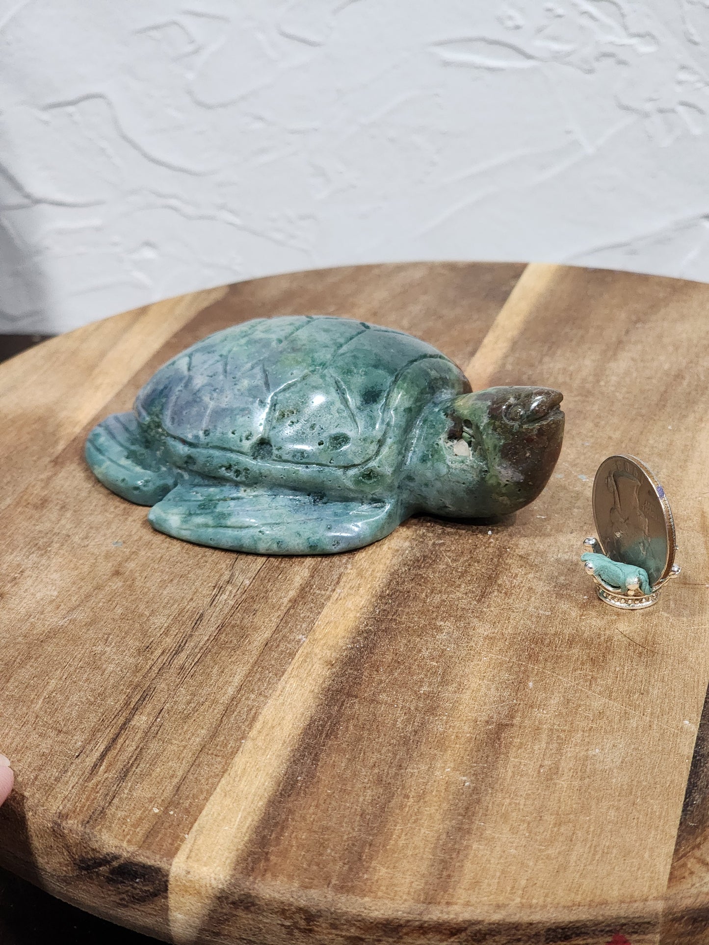 Ocean jasper turtle