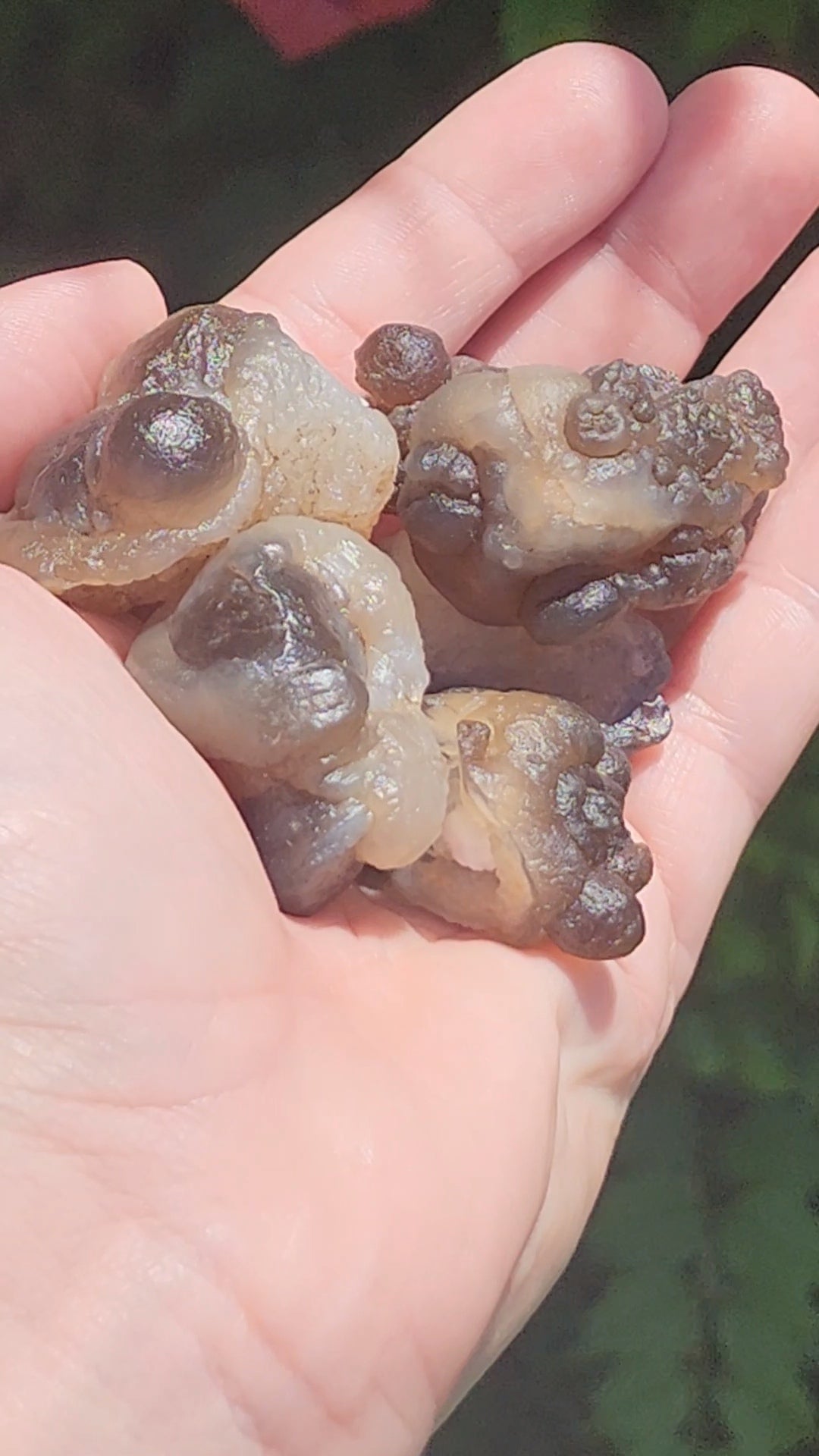 Truffle Chalcedony aka Panda Agate