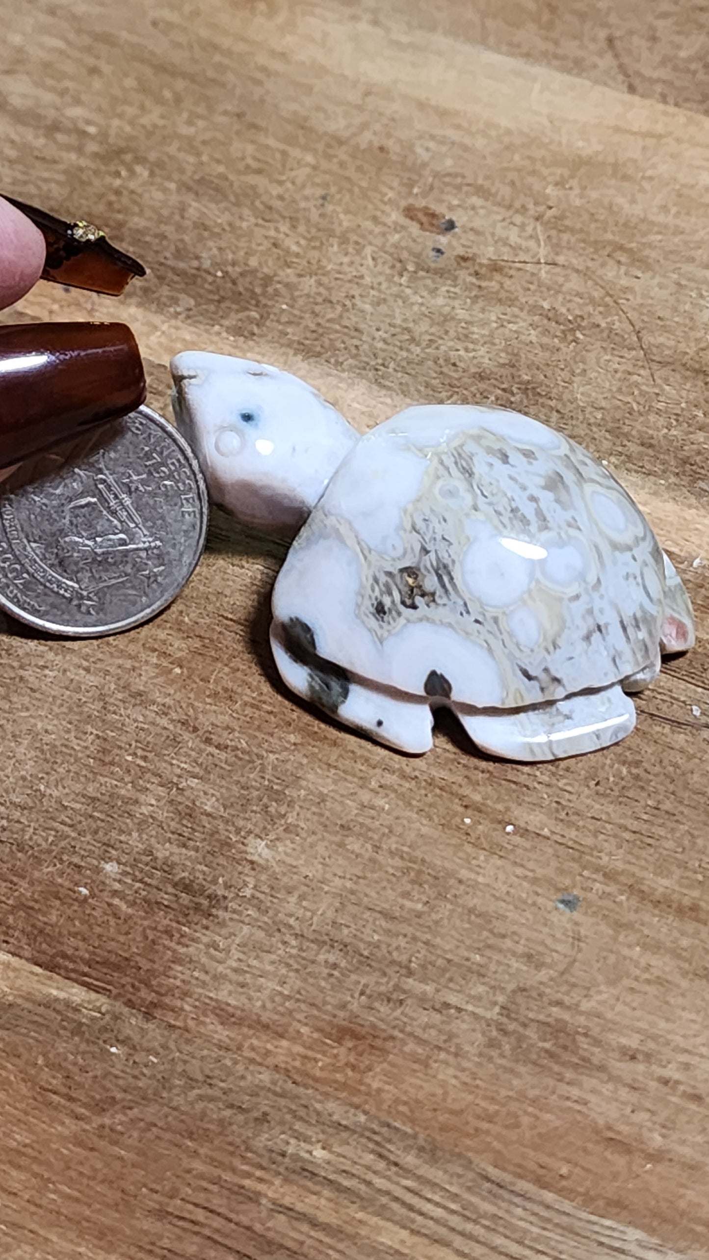 Ocean jasper turtle