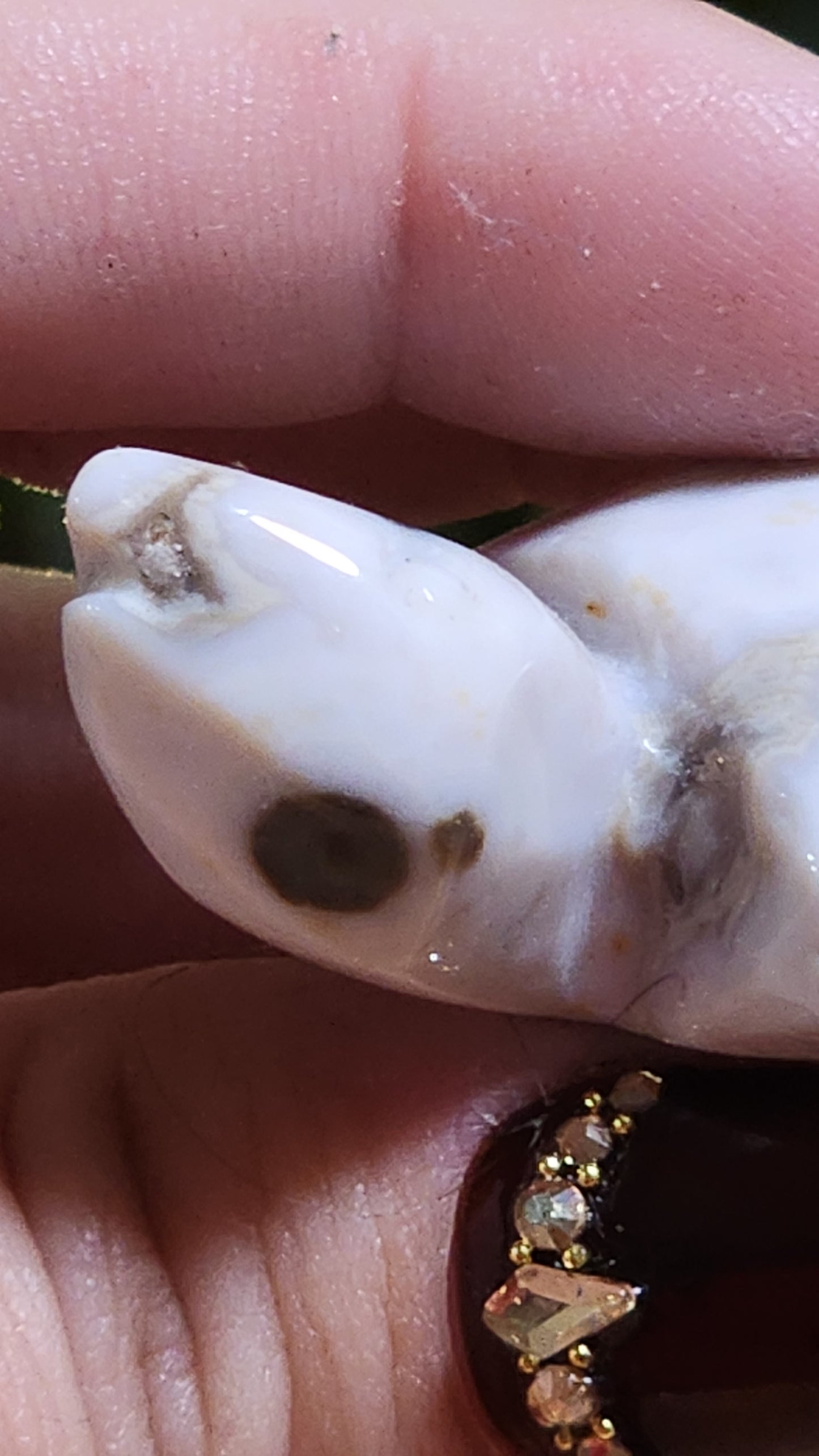 Ocean jasper turtle