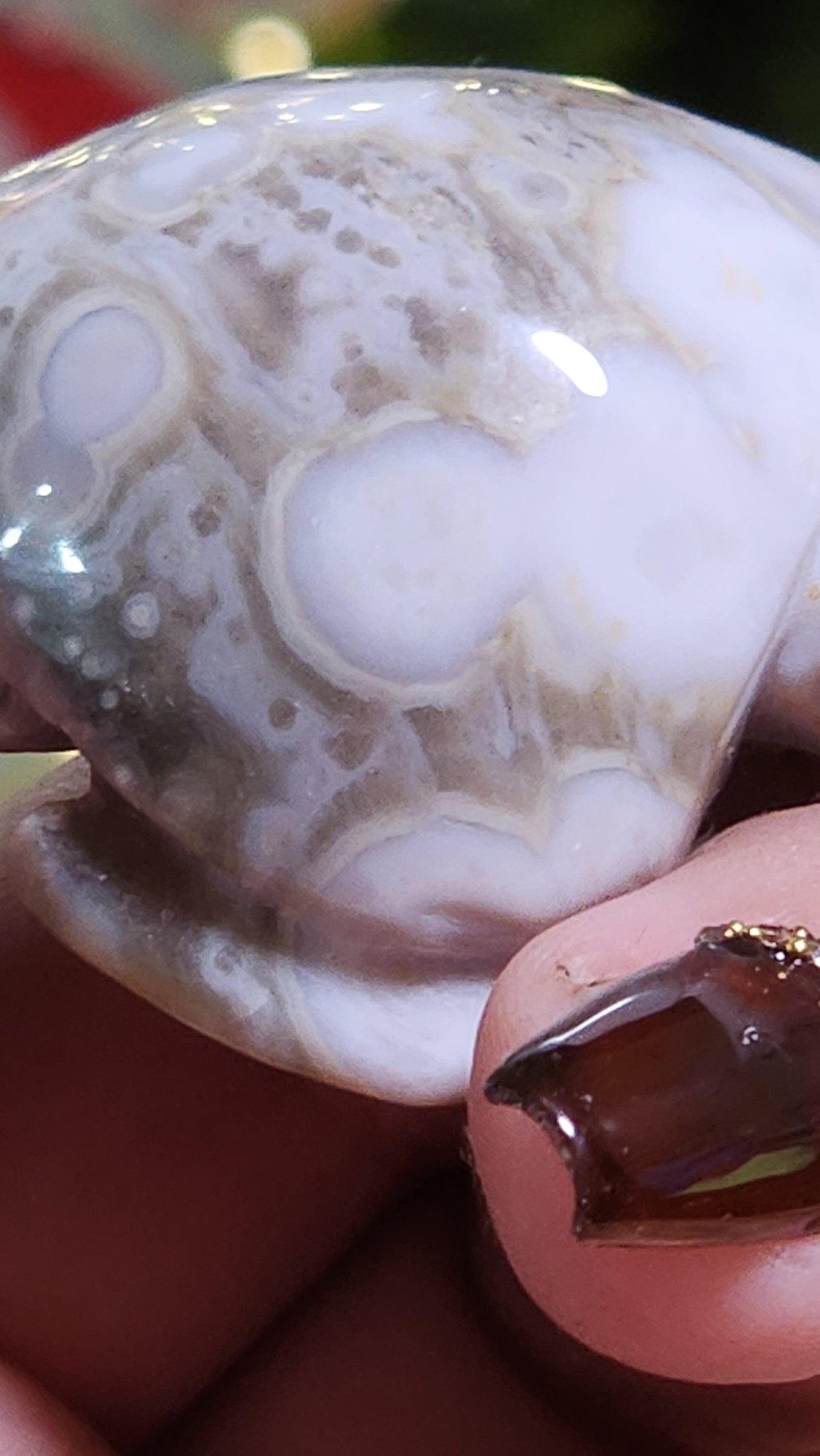 Ocean jasper turtle