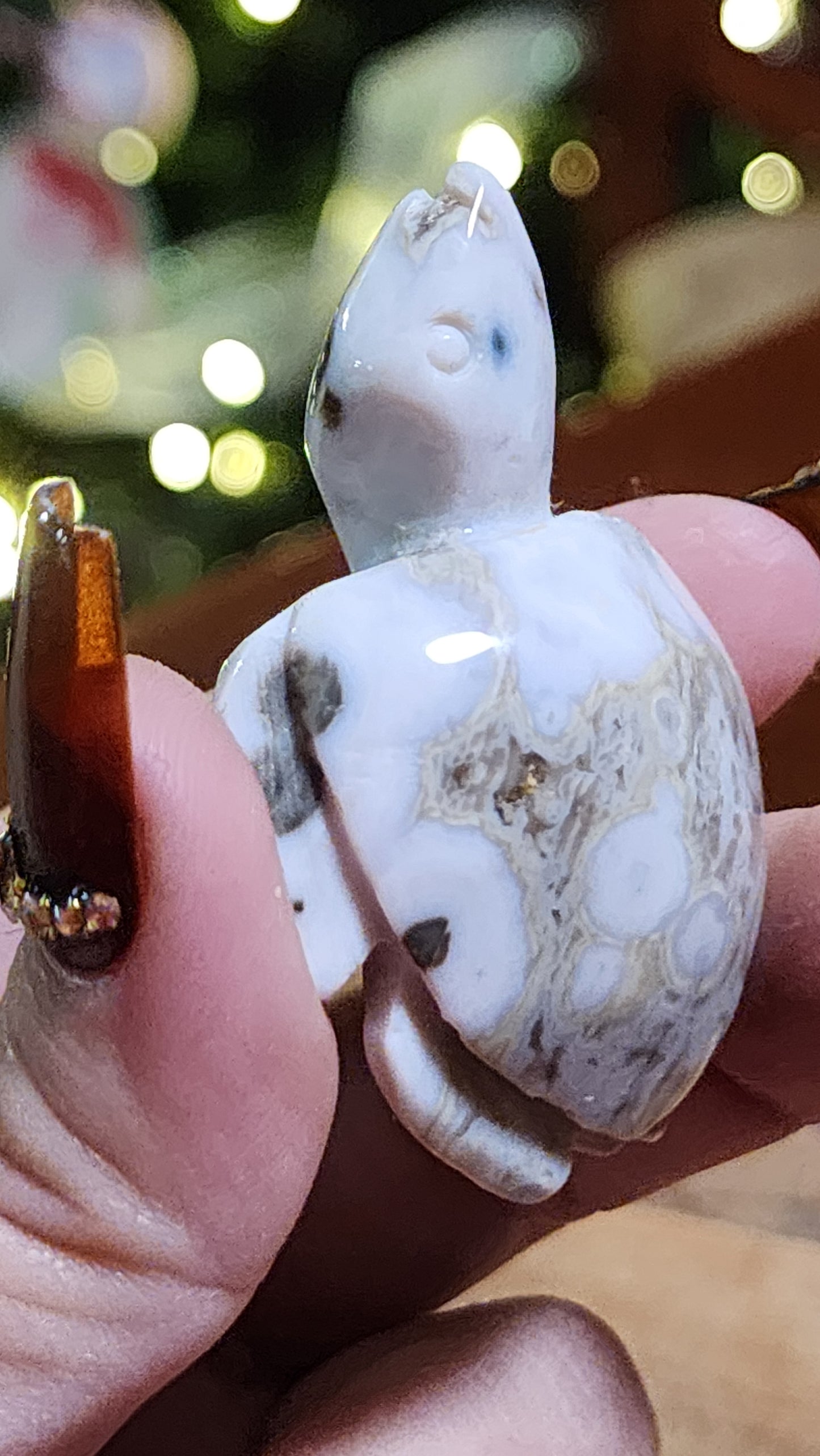 Ocean jasper turtle