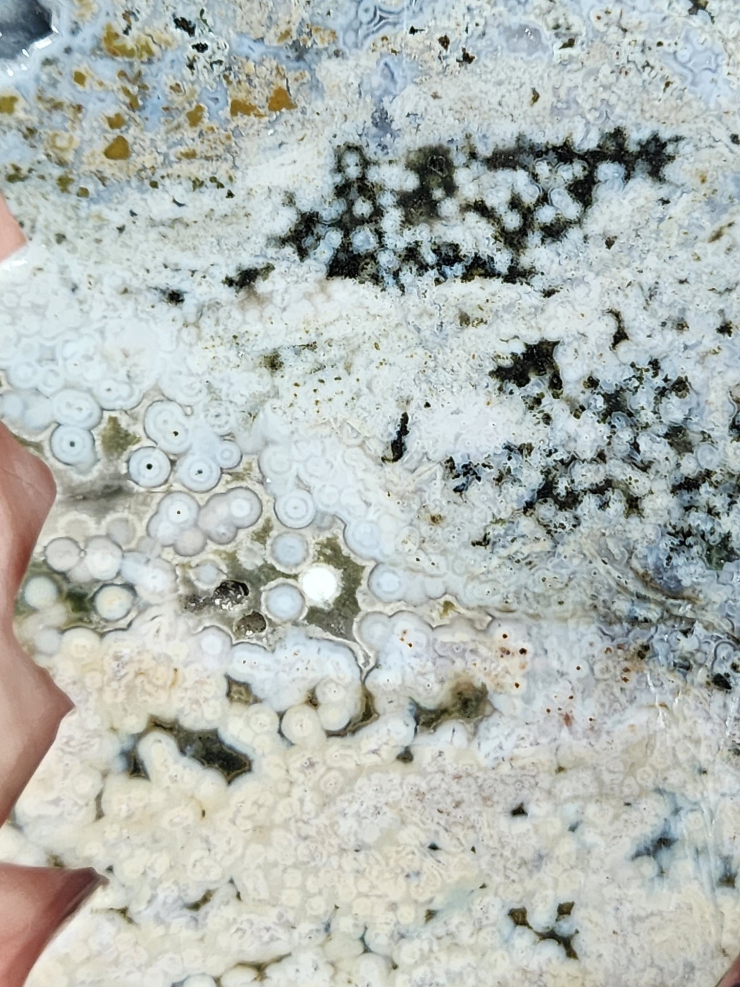 8th vein Ocean Jasper wings with sugar druzy