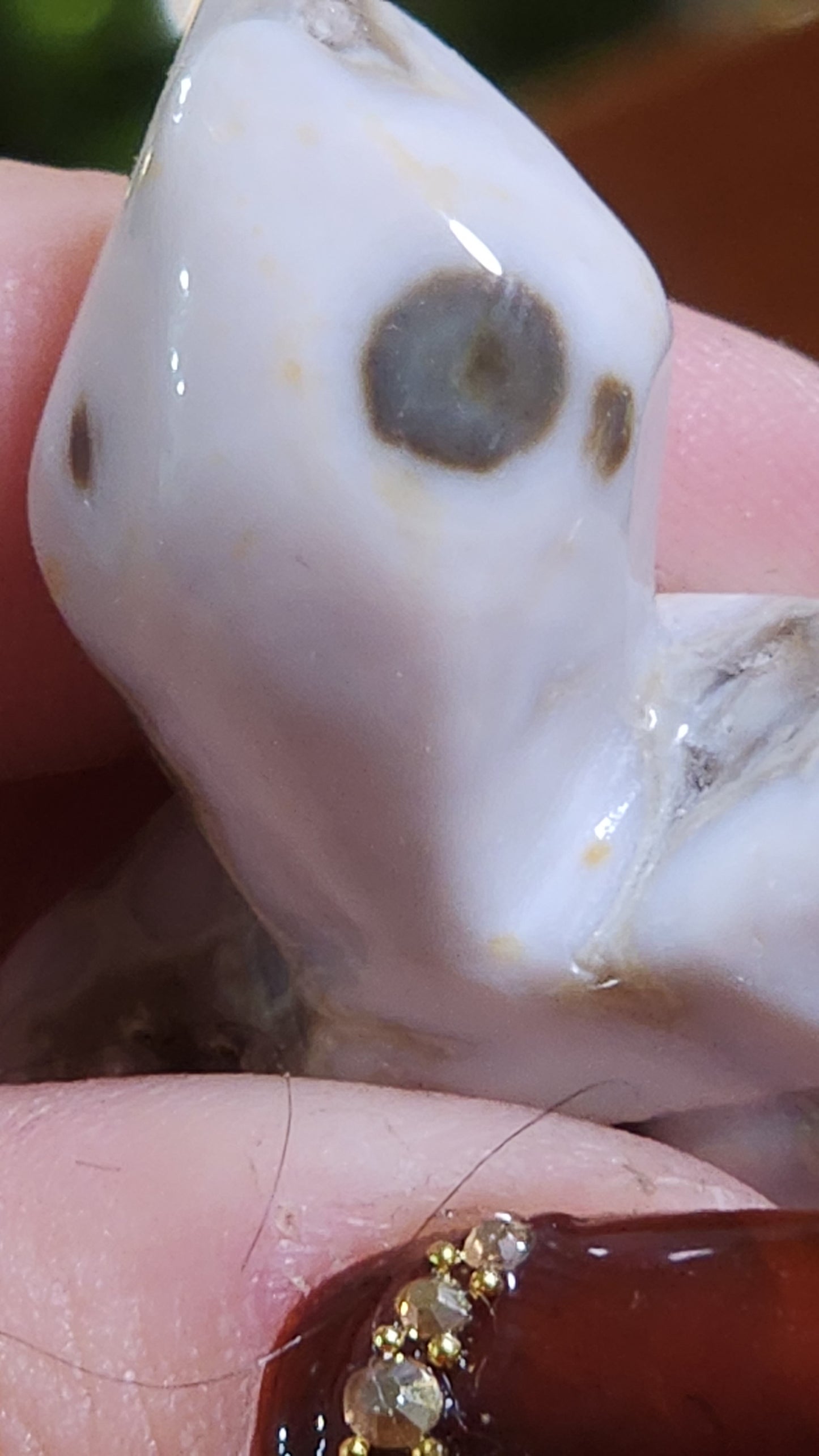 Ocean jasper turtle