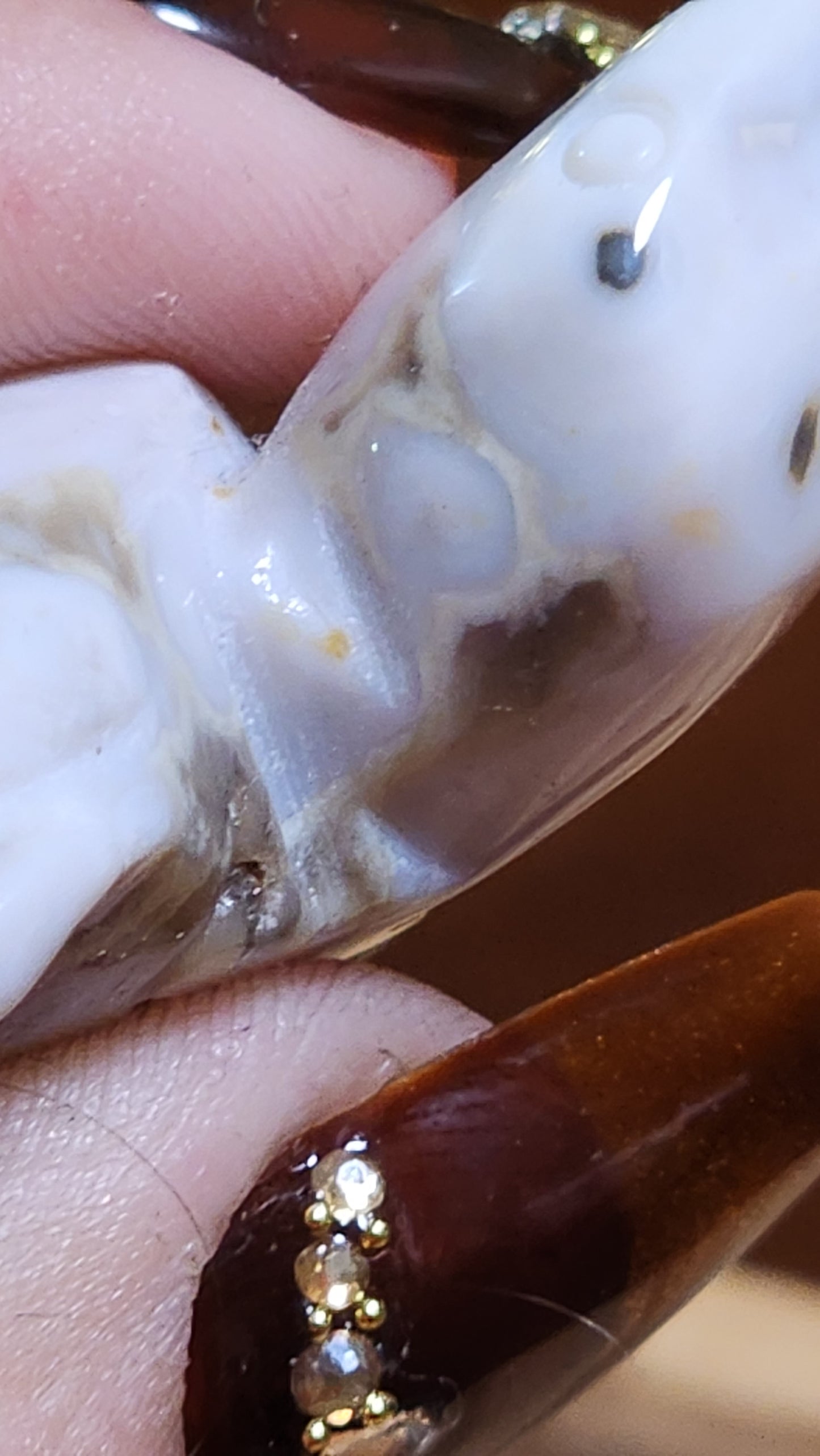 Ocean jasper turtle