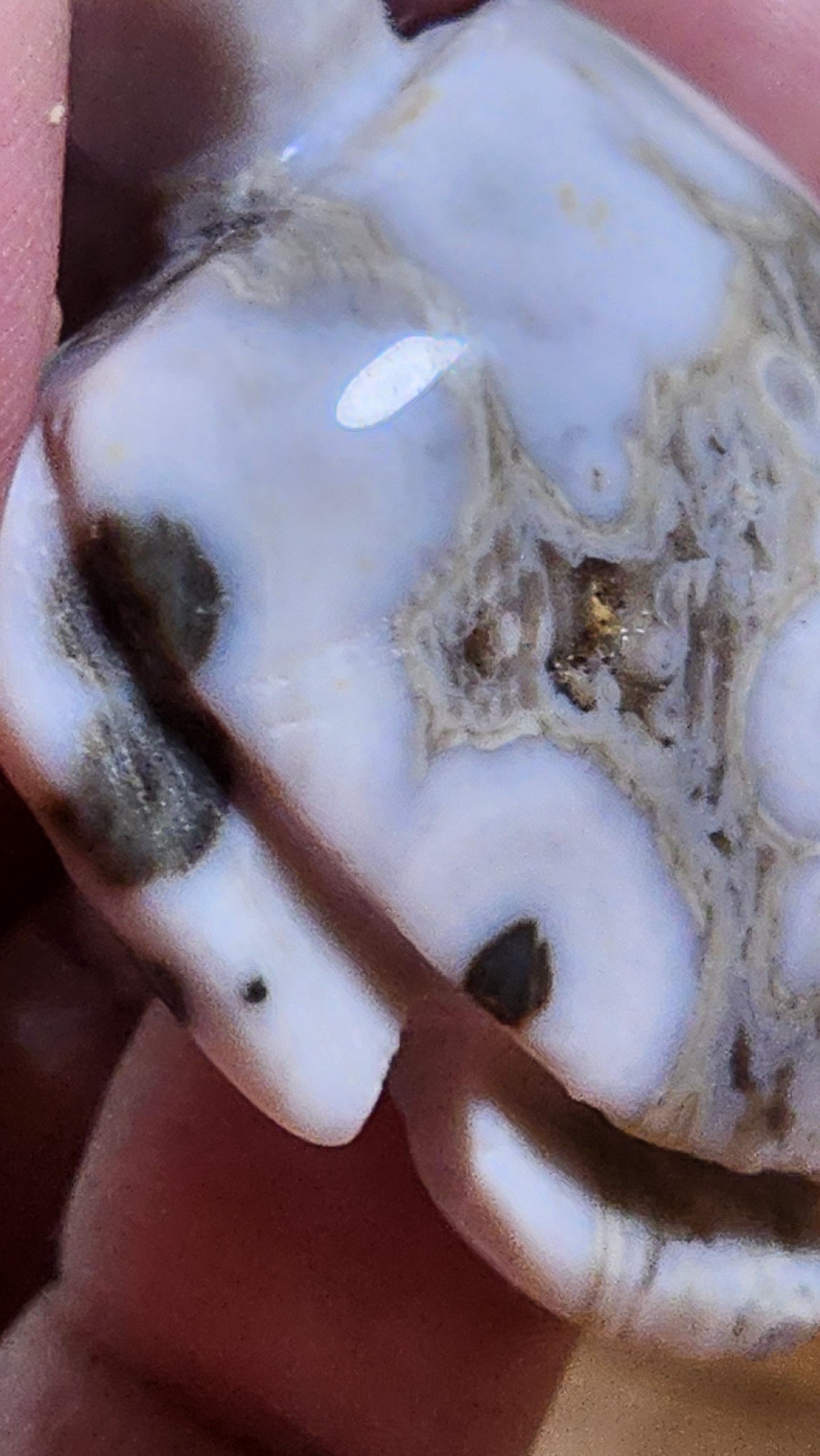 Ocean jasper turtle