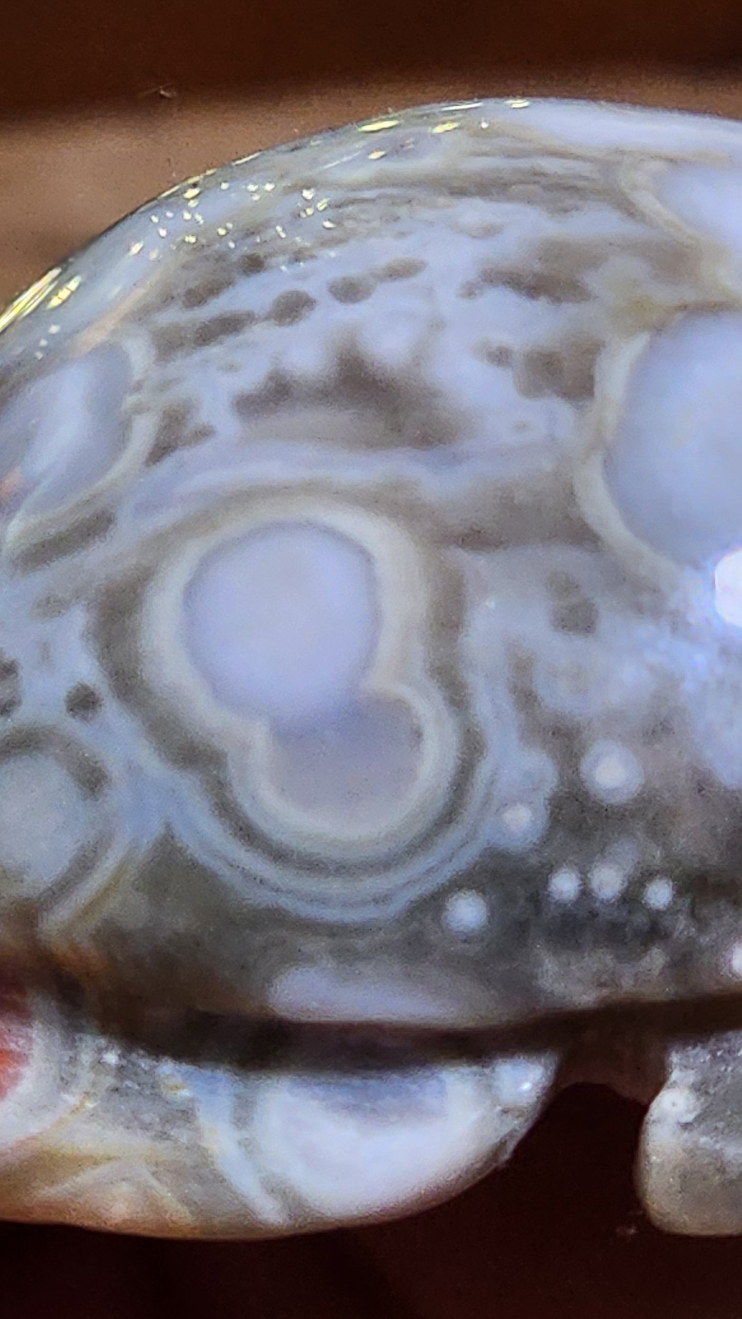 Ocean jasper turtle