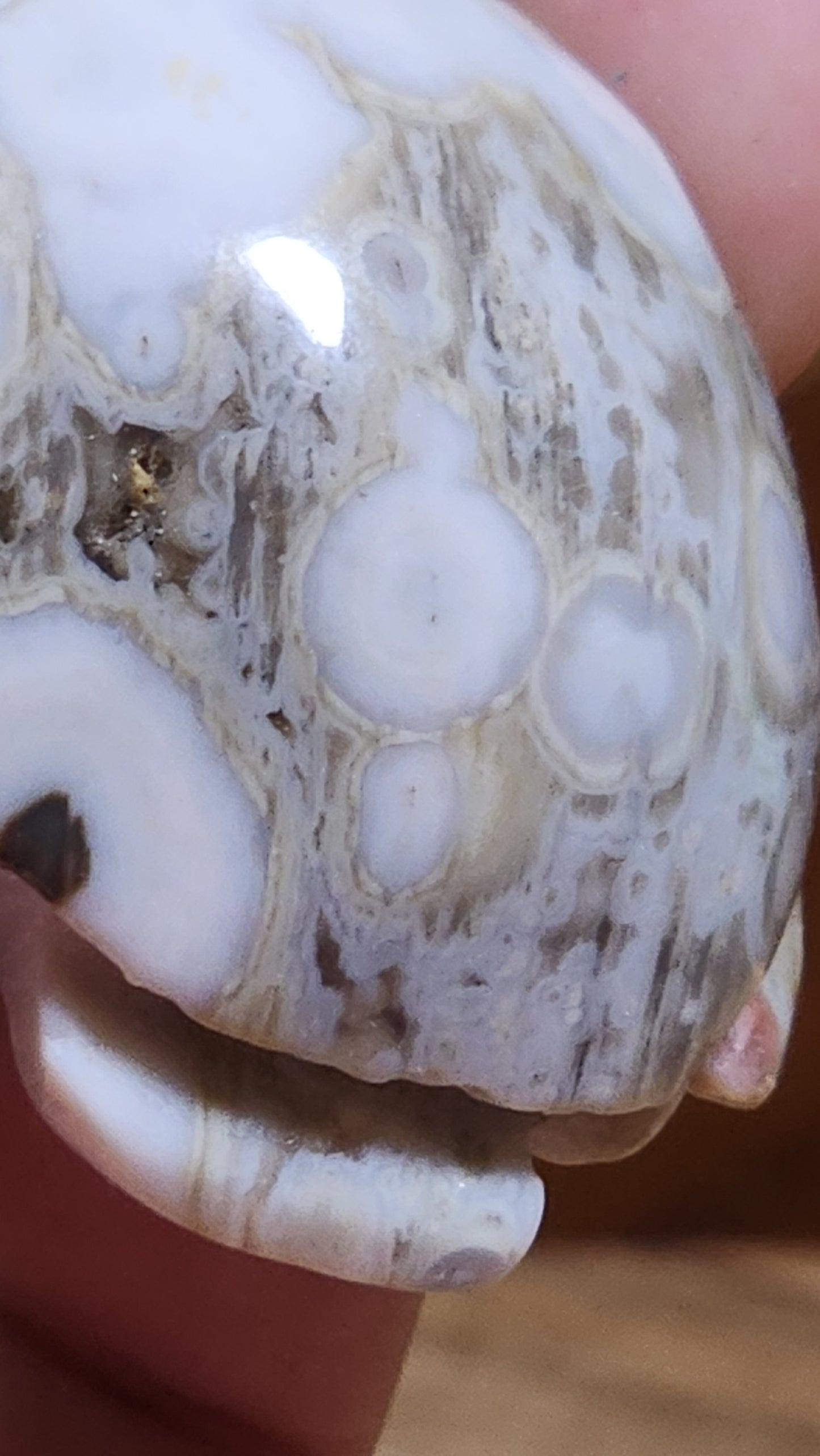 Ocean jasper turtle