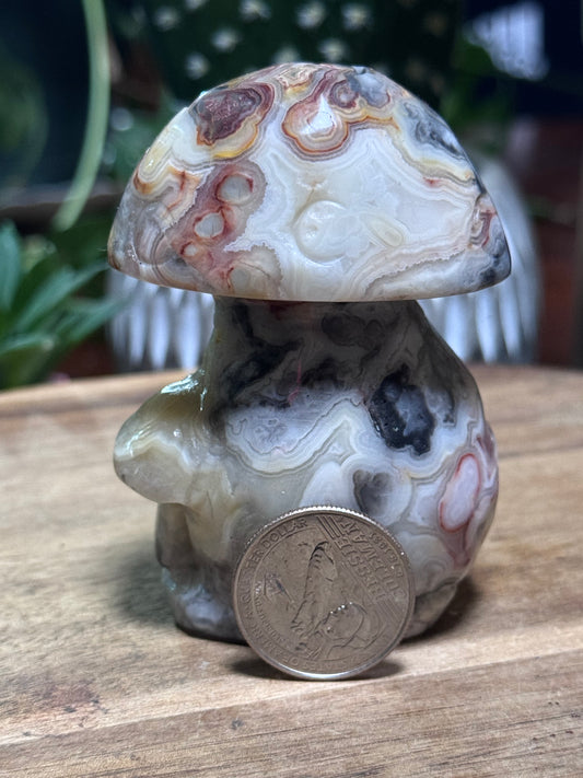 Crazy lace agate mushroom